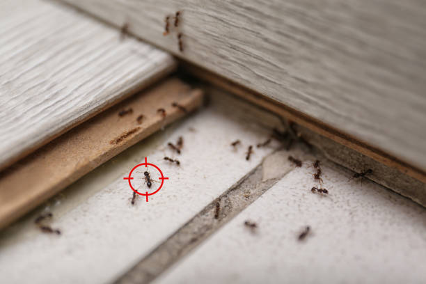 Best Best Pest Control Companies  in Staunton, VA