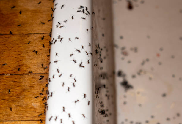 Trusted Staunton, VA Pest Control Experts