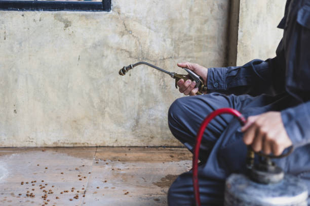 Best Wasp Removal Services  in Staunton, VA